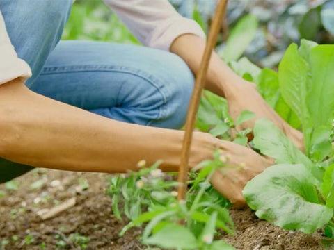 Woman gardening in blue jeans. Hand care is important so that we can continue doing what