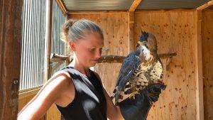 Barn owl flight training