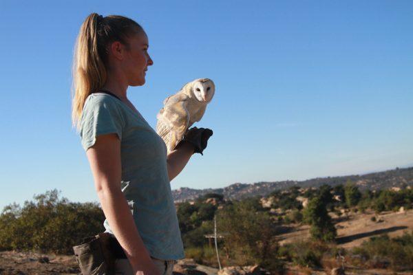 augur buzzard flight training bating