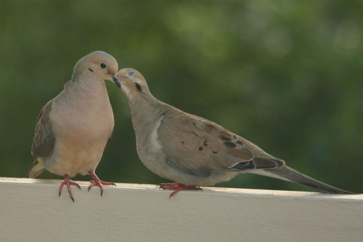 mourning dove call