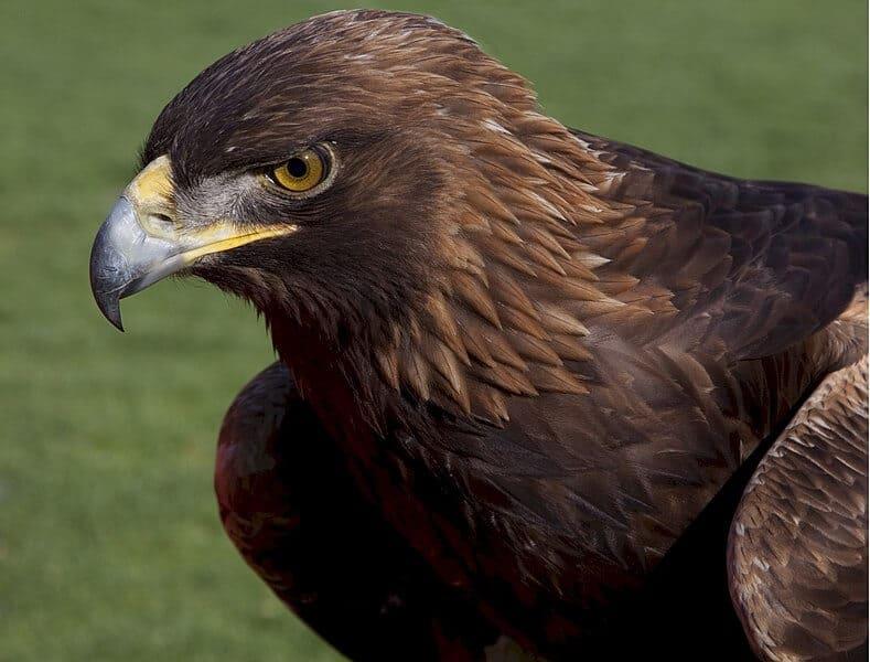 a close up picture showing the golden eagle