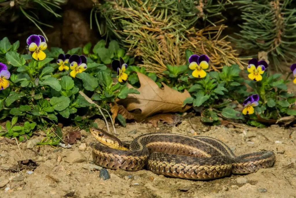 the eastern garter snake hunting for prey