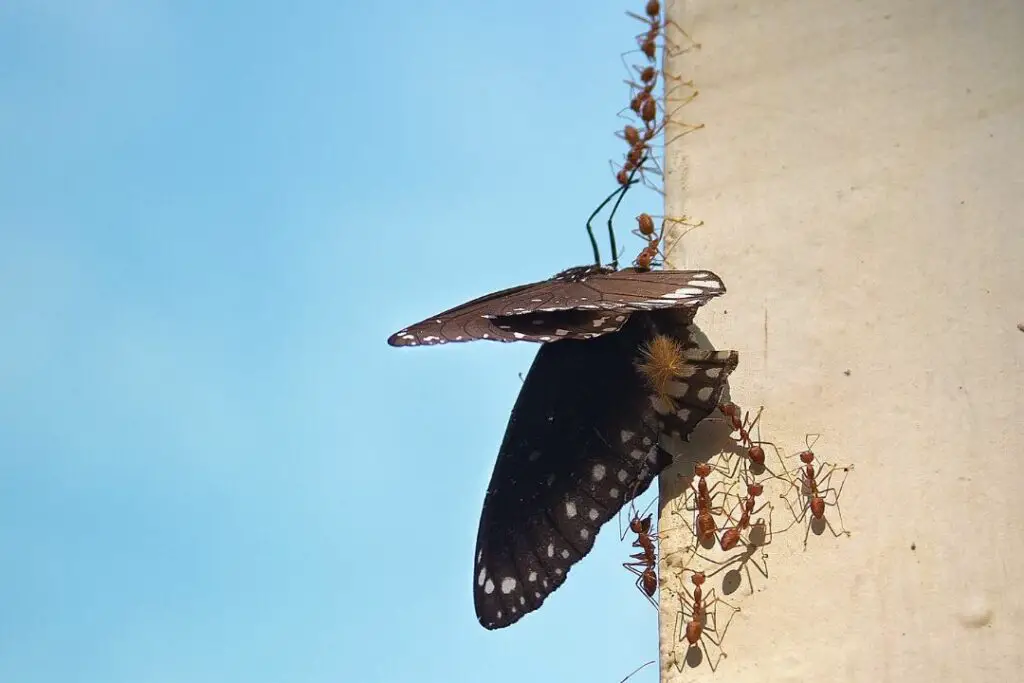 praying mantis clinging o a hawk moth in it's claws