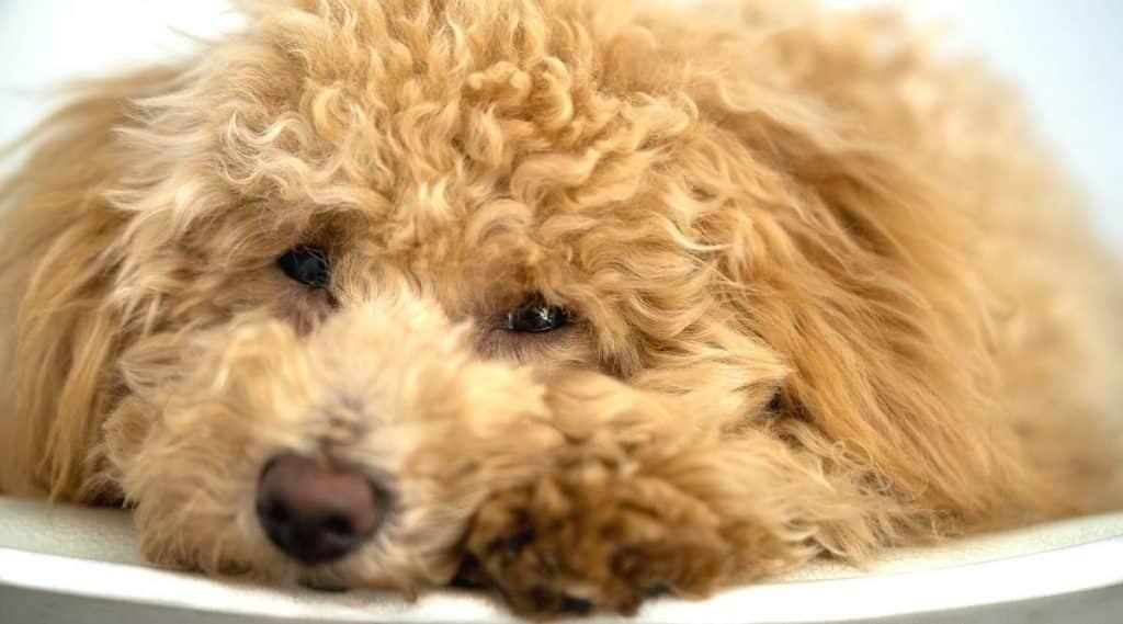 A mini goldendoodle puppy resting in a chair