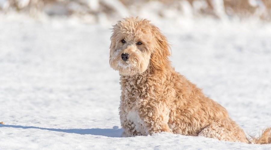 Mini Goldendoodle