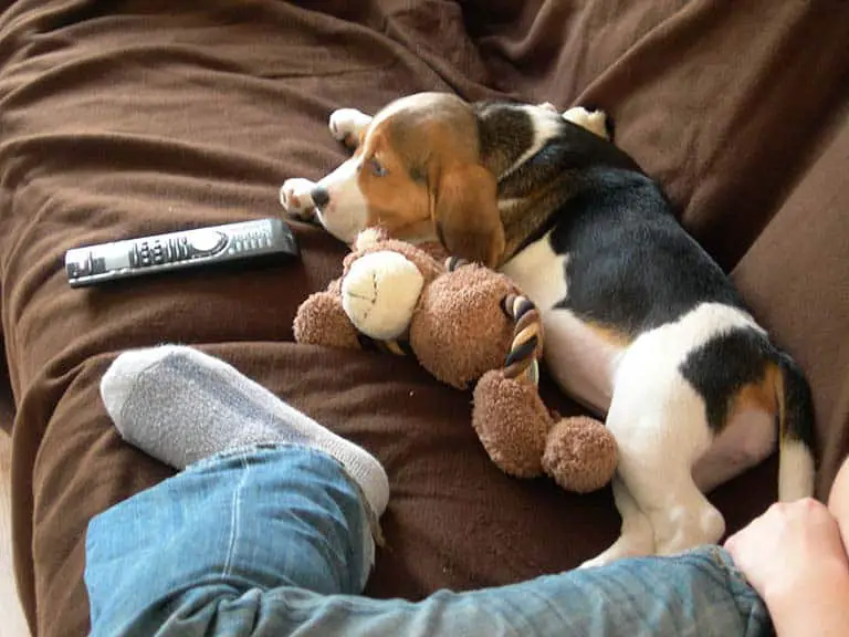 Bracken the beagle at 10 months old