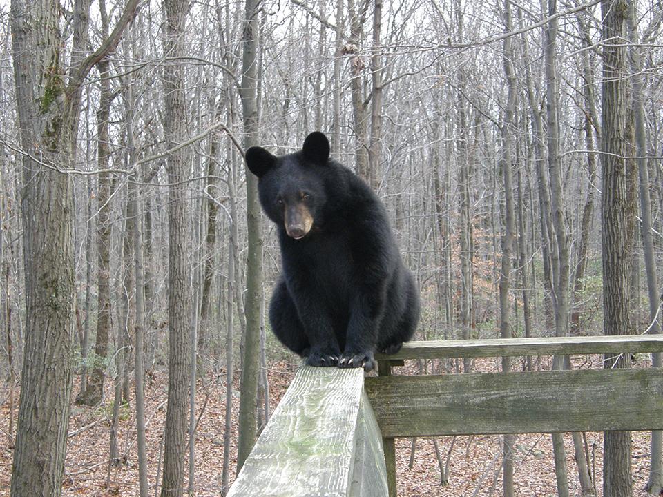 black bear on deck during winter months