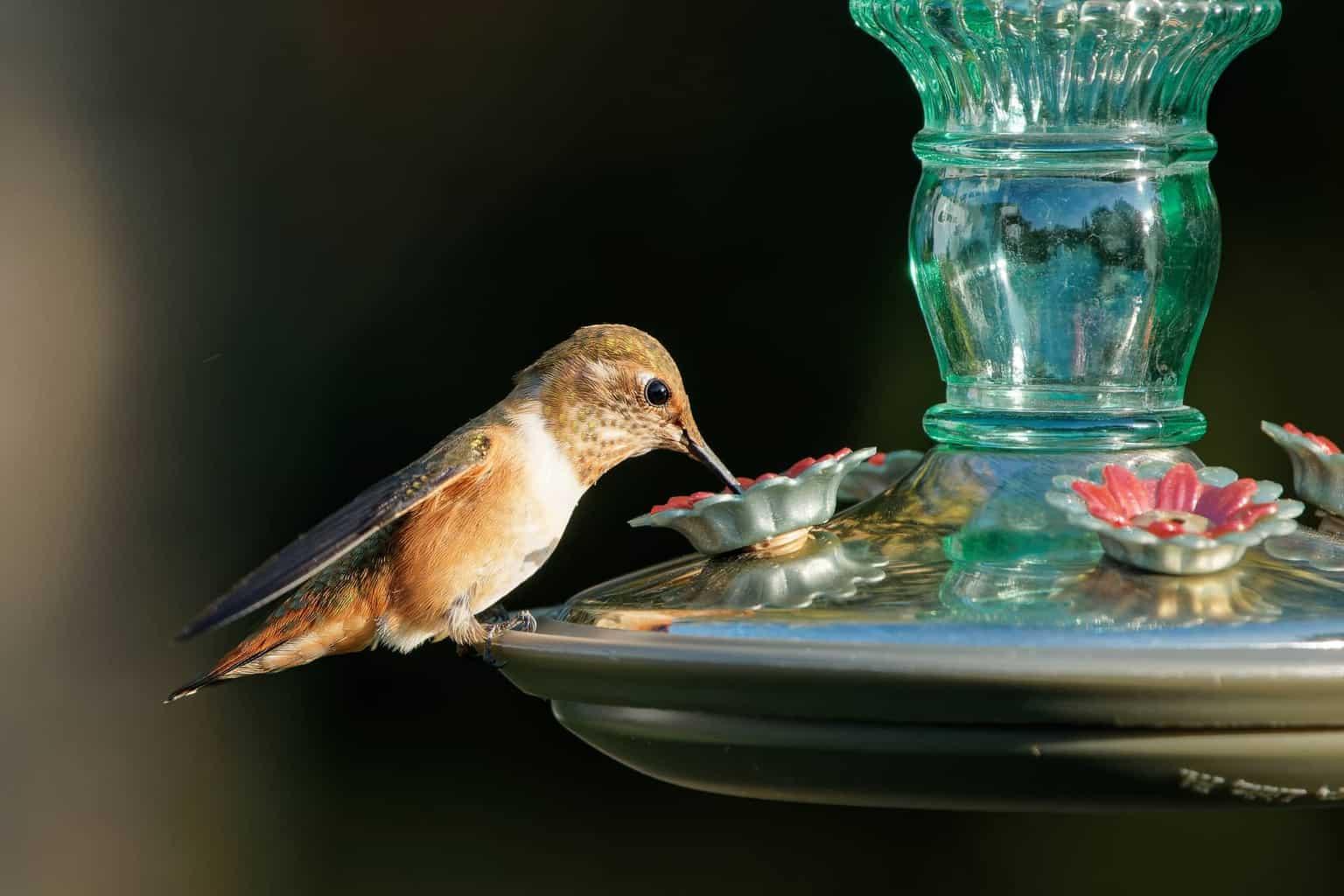 When Do Hummingbirds Arrive & Leave North Carolina
