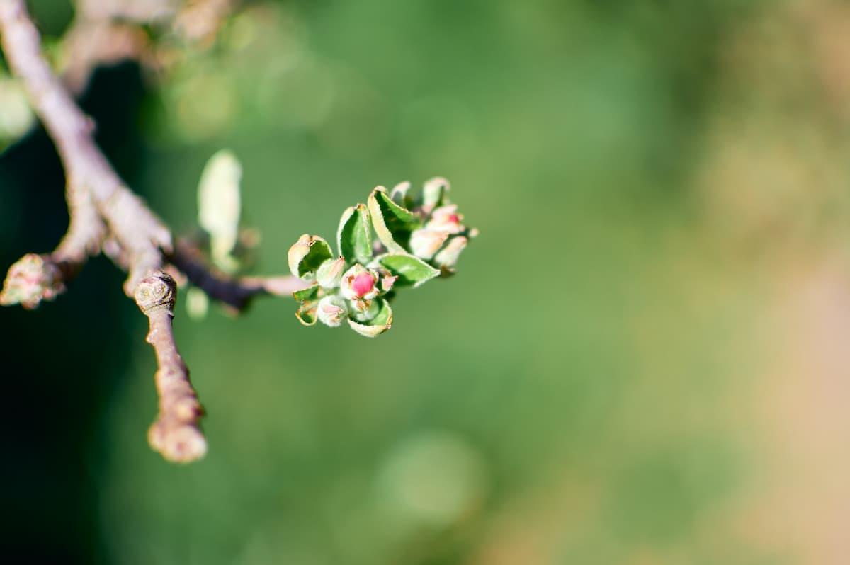 A cluster of newly formed apple tree fruit.