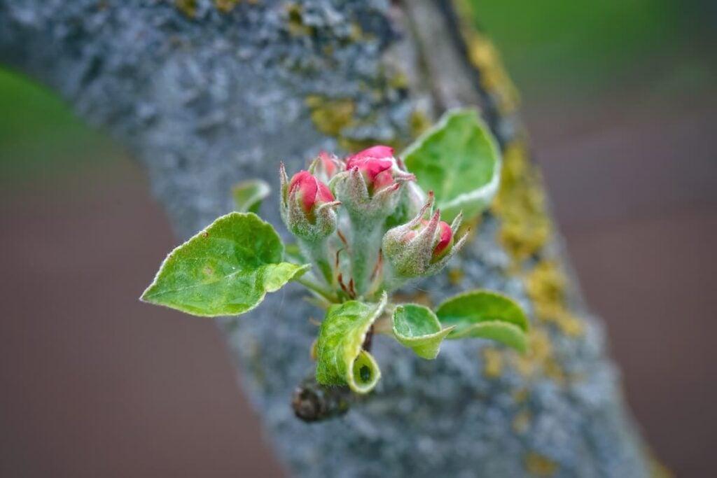 Bloom and leaf buds on an apple tree.