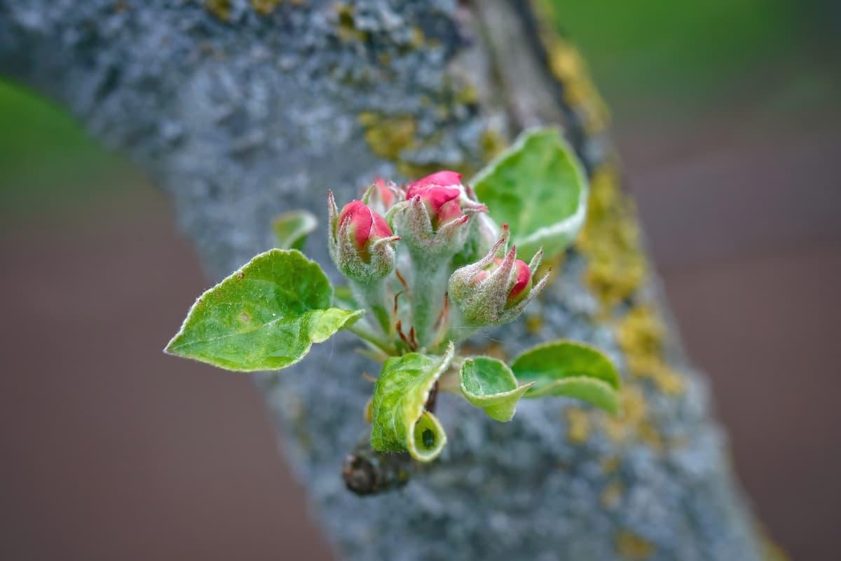 Blossoms on an apple tree.