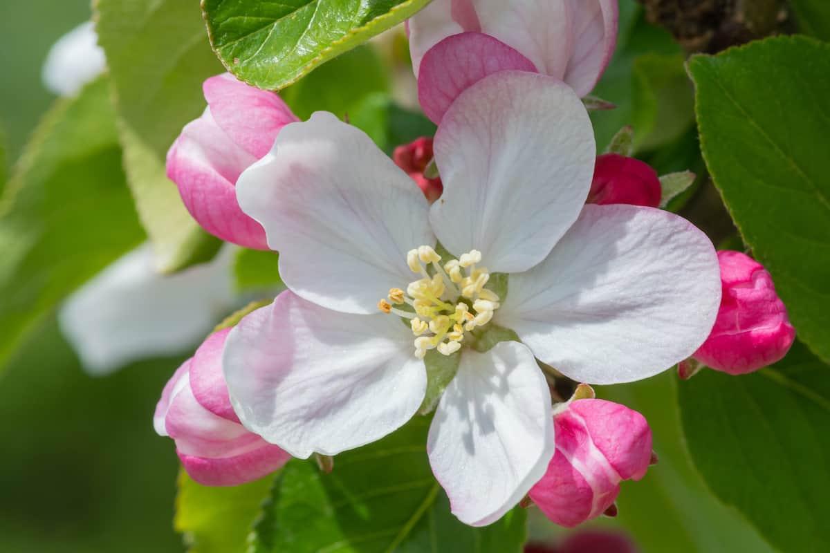 Closeup of buds in an apple tree.