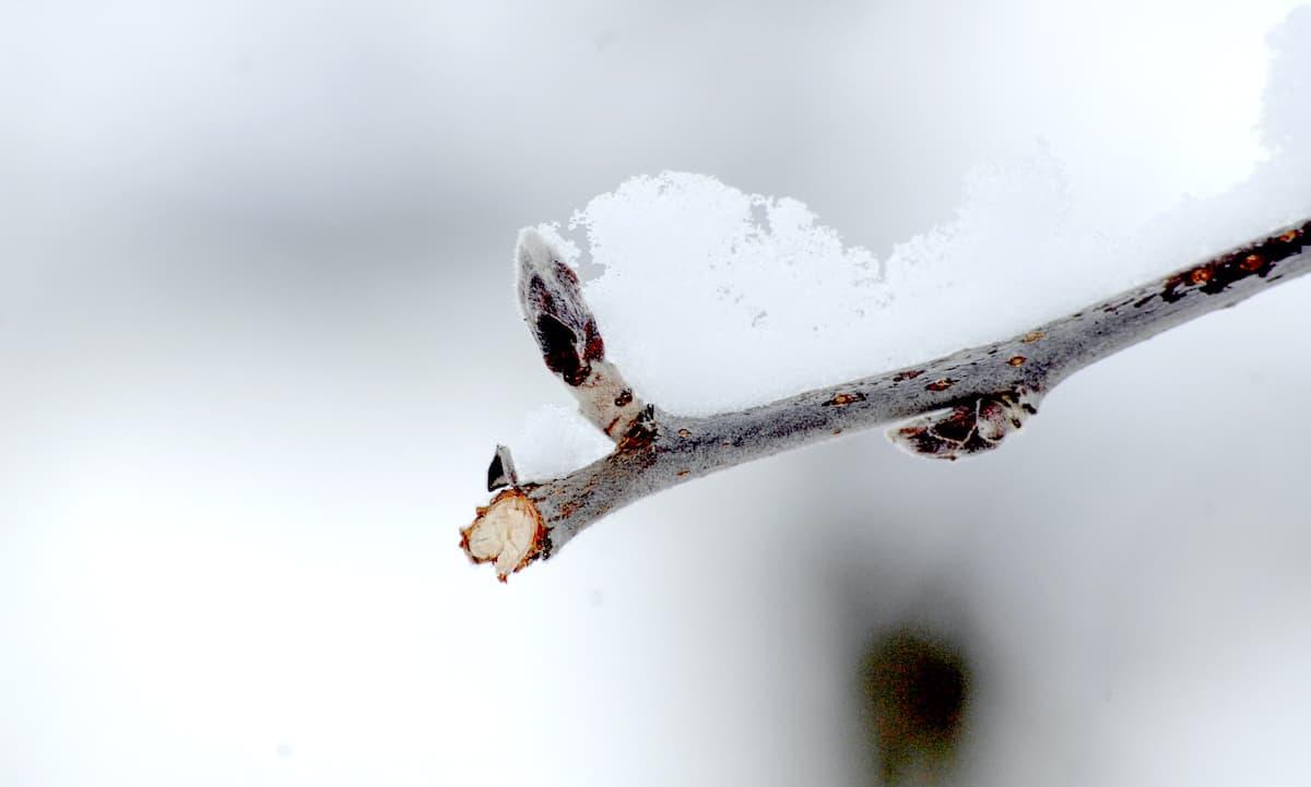 Apple tree blooms in silver tip bud stage.