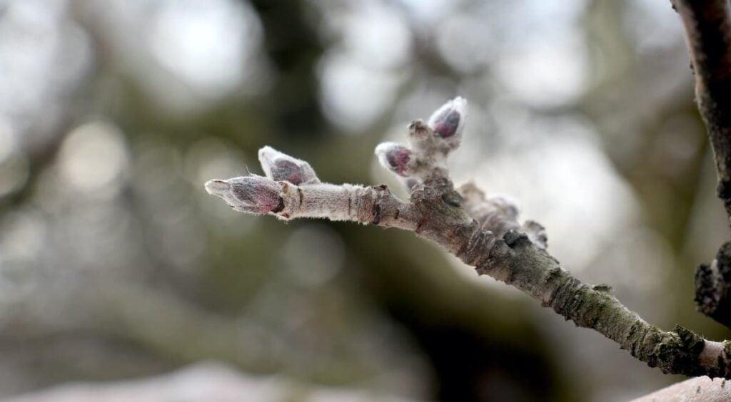 Apple tree in green tip bud stage for blooms.