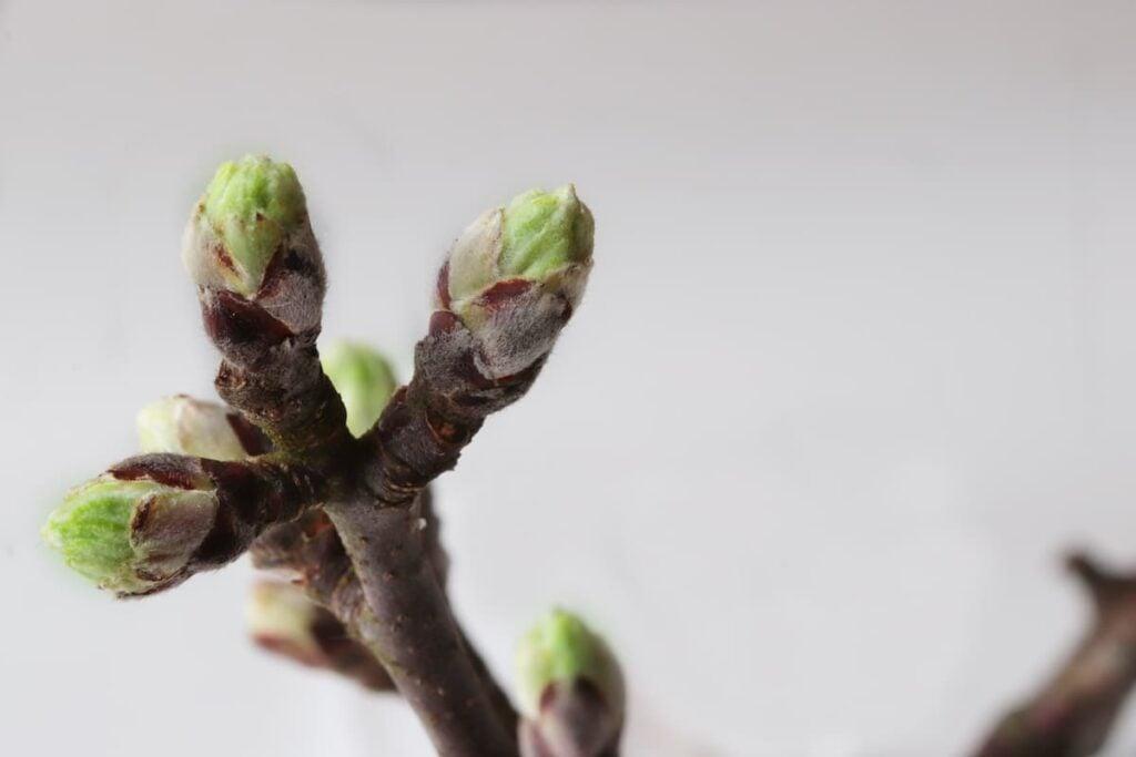 Apple tree blooms in tight cluster stage.