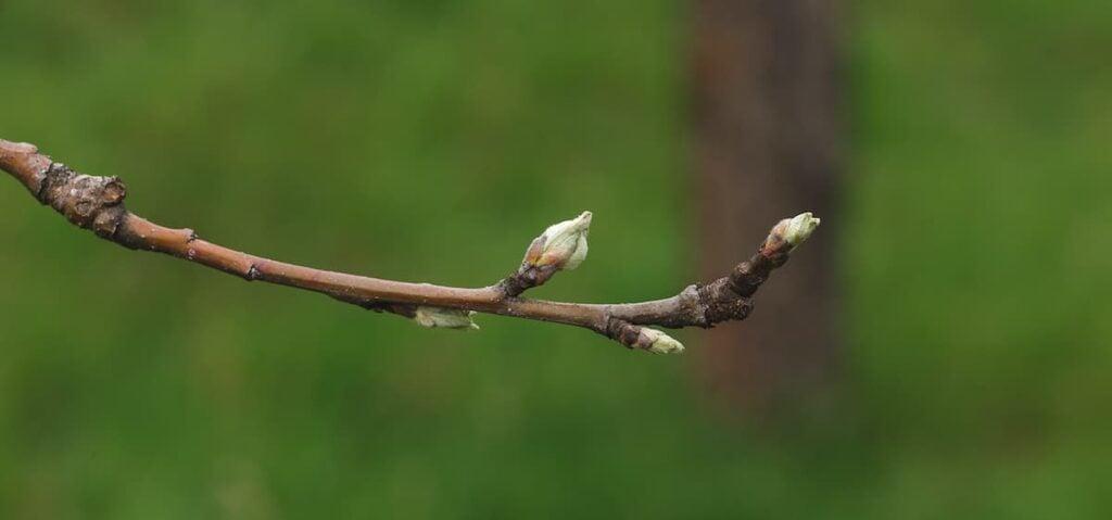 Closeup of the first apple bloom in a cluster of blooms.