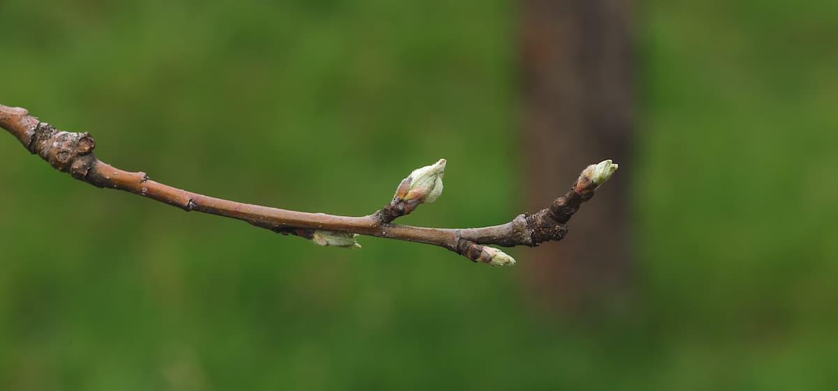 An apple tree covered with open blooms.