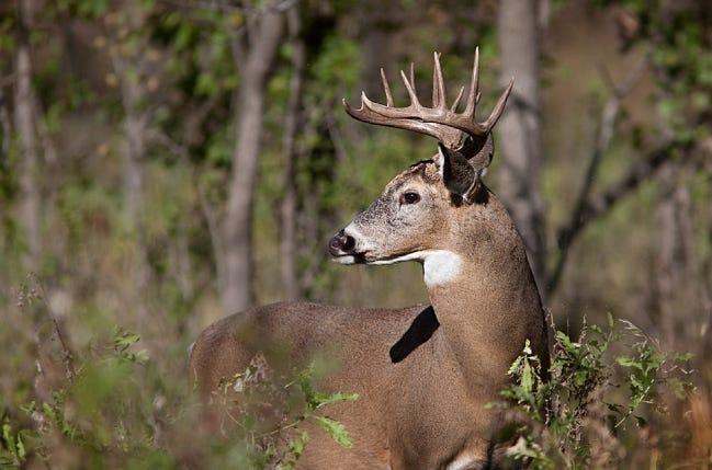 There are four hunting seasons for white-tailed deer in Ohio, with deer archery kicking off Sept. 30. Here