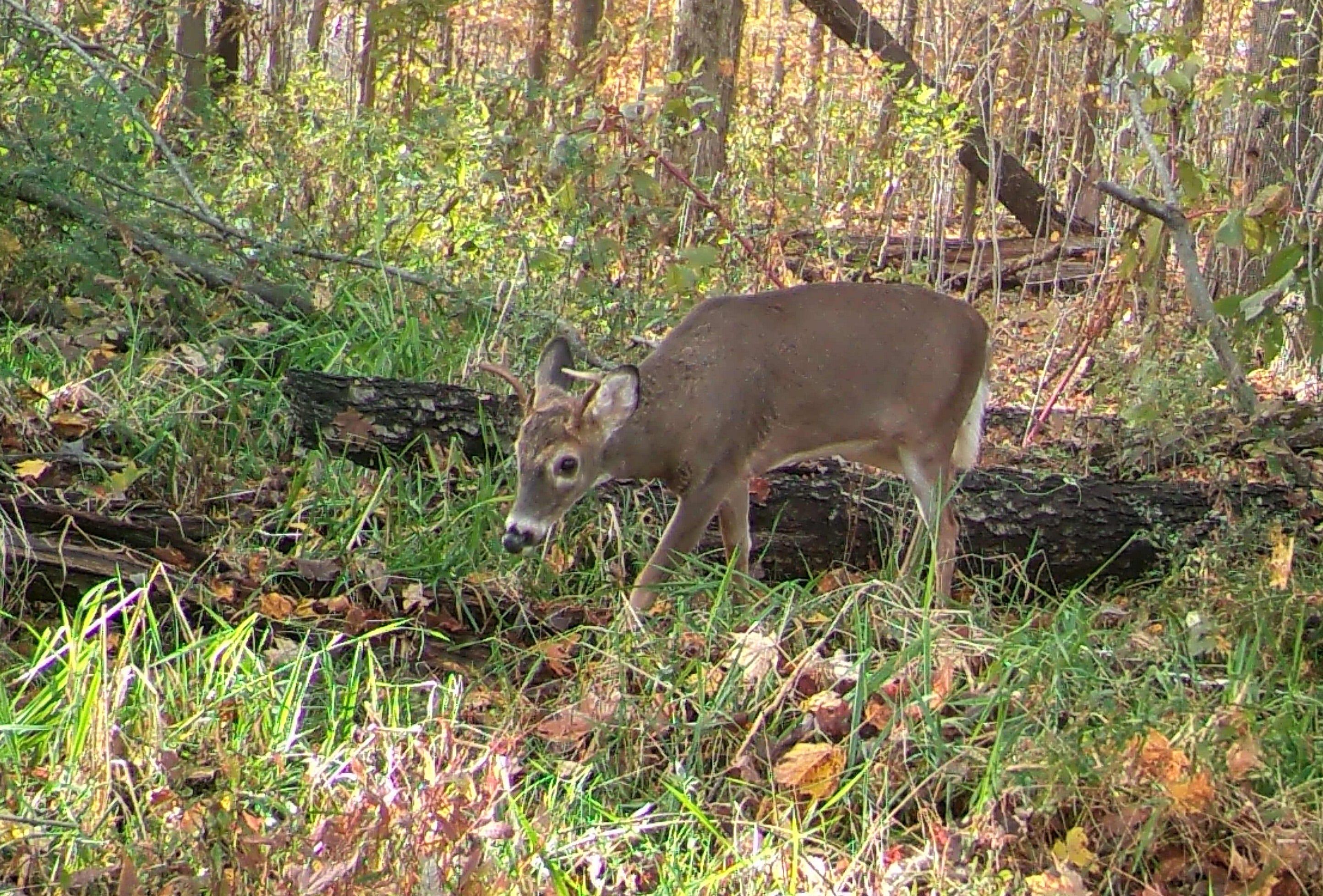 Pennsylvania hunters have a wide variety of hunting seasons for deer throughout the fall and winter.