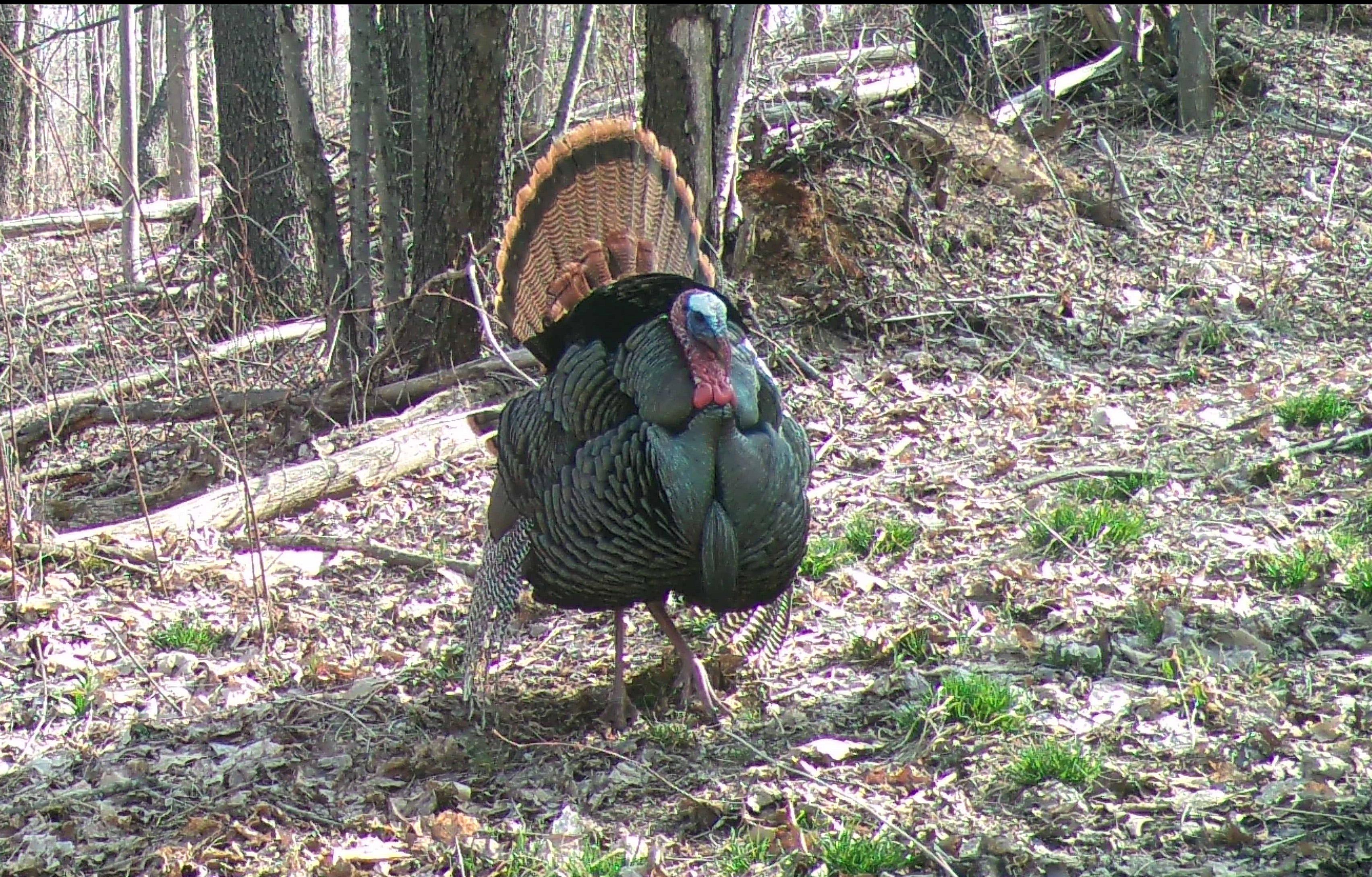 The fall turkey season opens Oct. 28 in many parts of Pennsylvania.