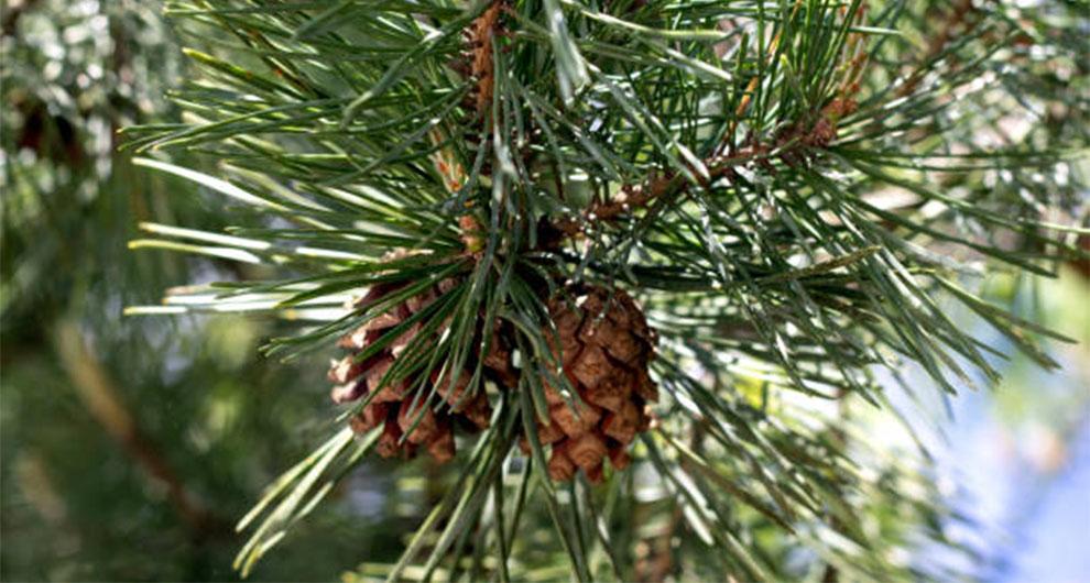 Pine Cones Fall From Trees