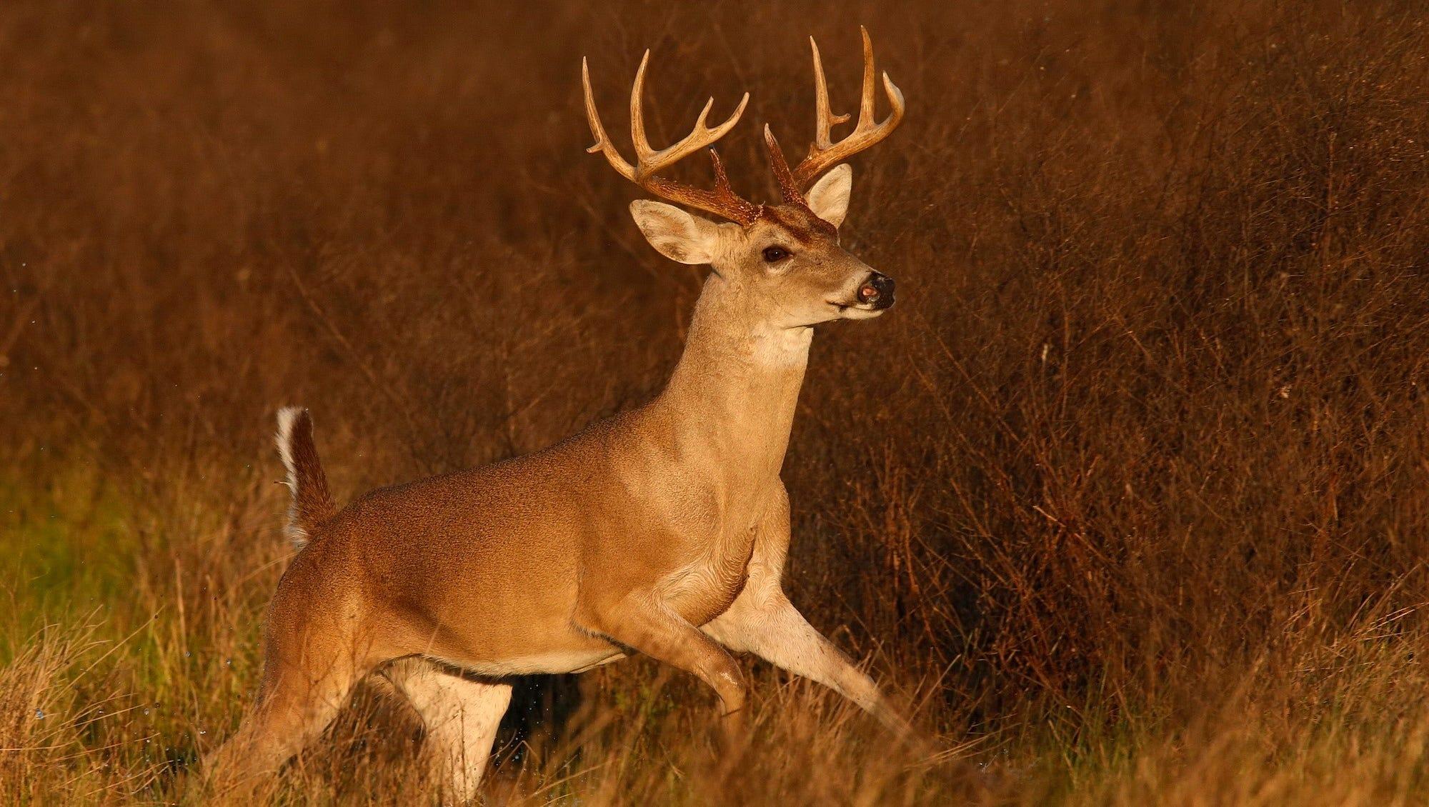 Antler growth in white-tailed deer this hunting season is expected to be above average.
