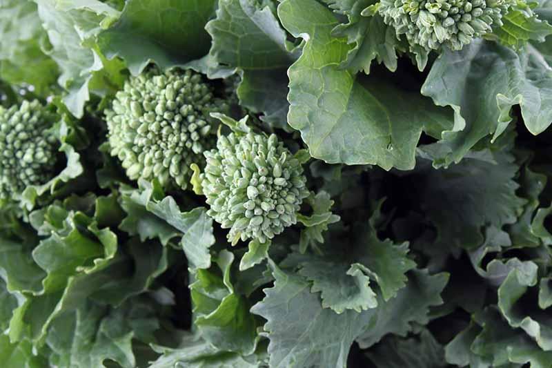 A close up of broccoli rabe showing small flowering heads amongst green foliage fading to soft focus in the background.