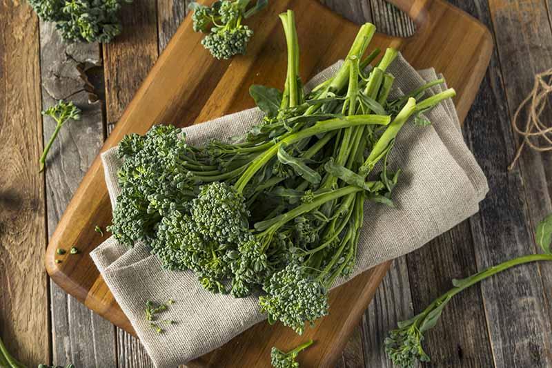 A close up of a wooden chopping board with a bunch of fresh broccolini on a light brown fabric set on a rustic wooden surface.