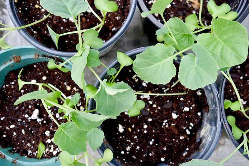 A close up top down picture of broccolini seedlings in black pots ready for transplanting into the garden.