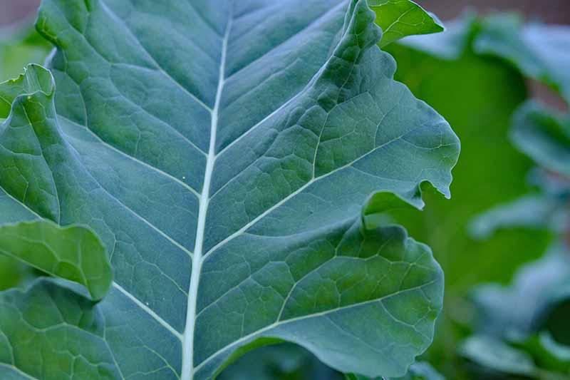 Close up picture of a dark green leaf of broccolini with light green veins and stems on a soft focus green background.