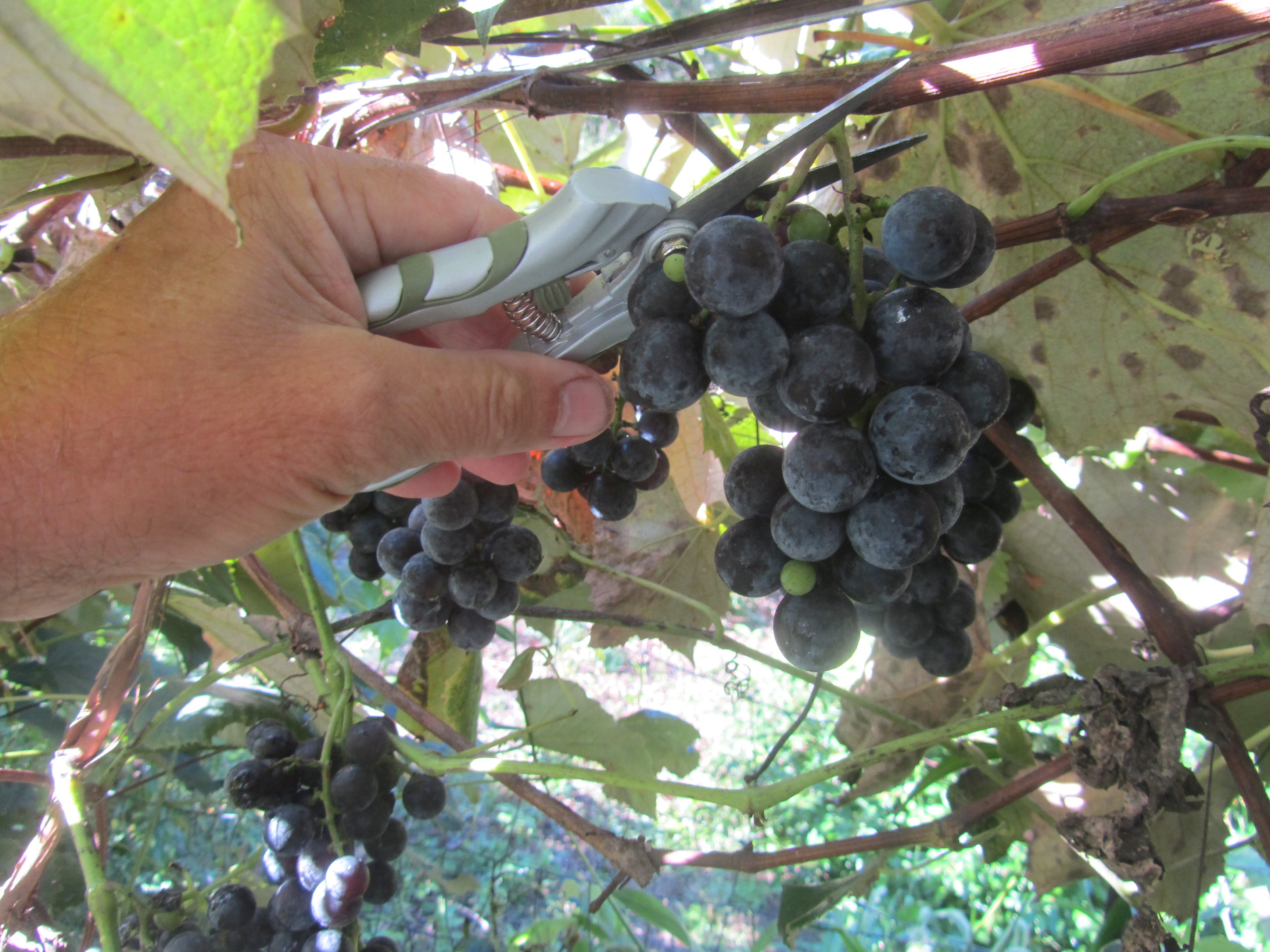 A long-nose, lightweight pair of garden shears makes grape harvesting easier. They can also be used for cutting flowers and other light garden tasks.