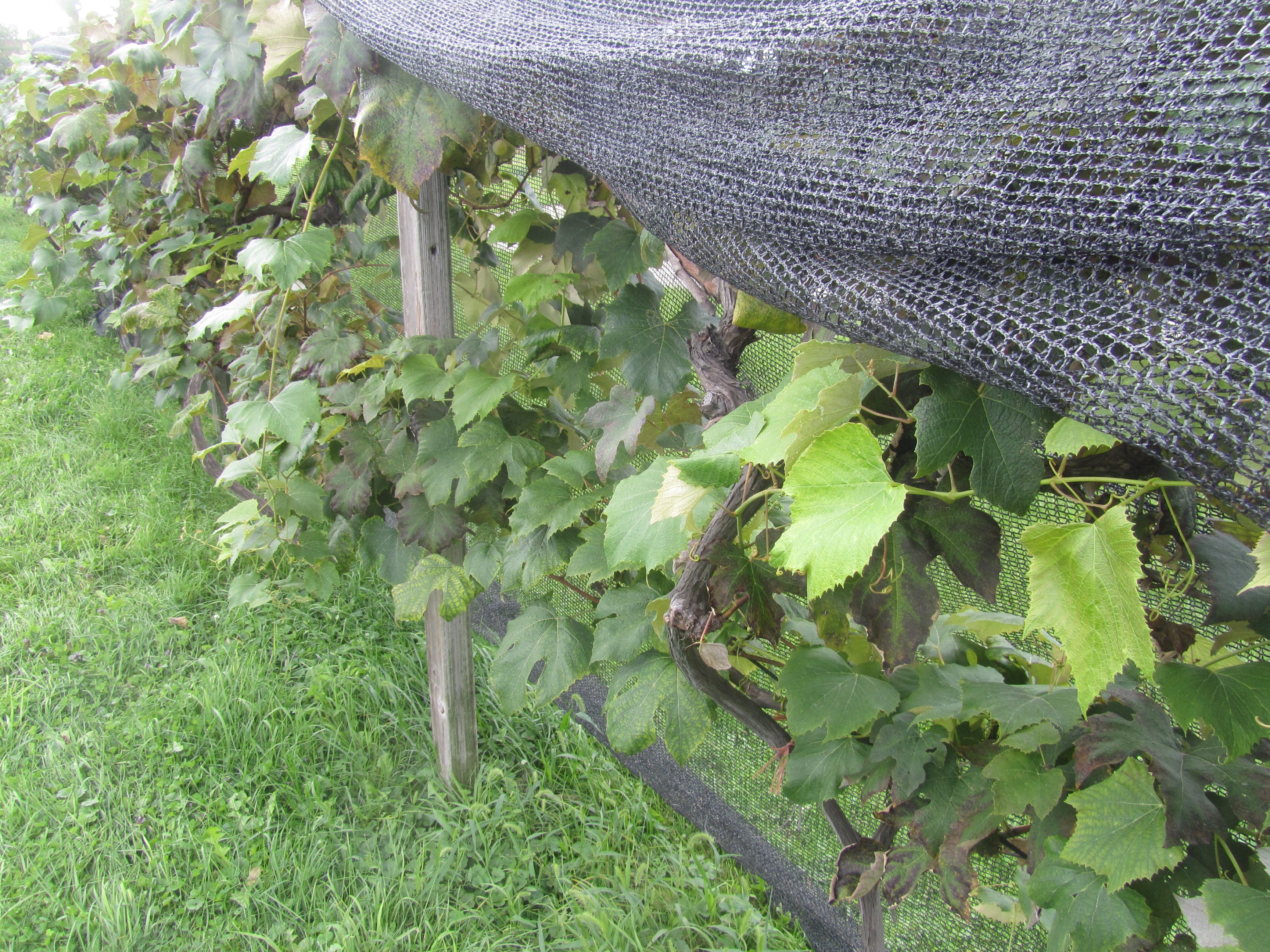 Removing grapevine netting for grape harvest.