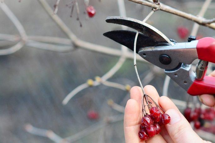 a berry stem being cut from a viburnum shrub by handheld secateurs