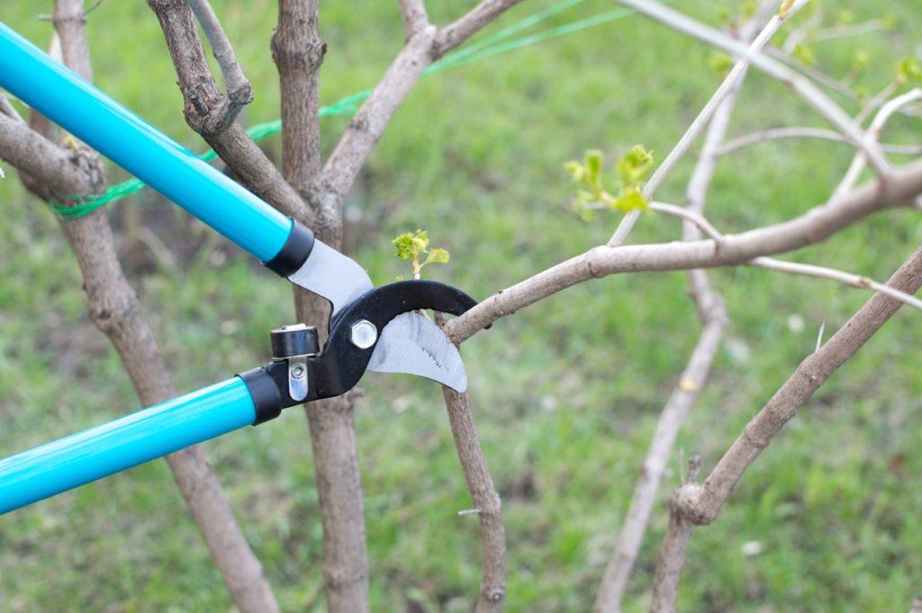 anvil loppers cutting the branch of a viburnum shrub
