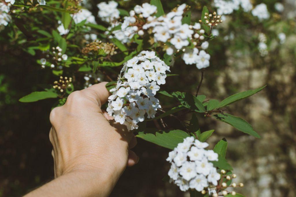 hand picking white flowers from a viburnum shrub