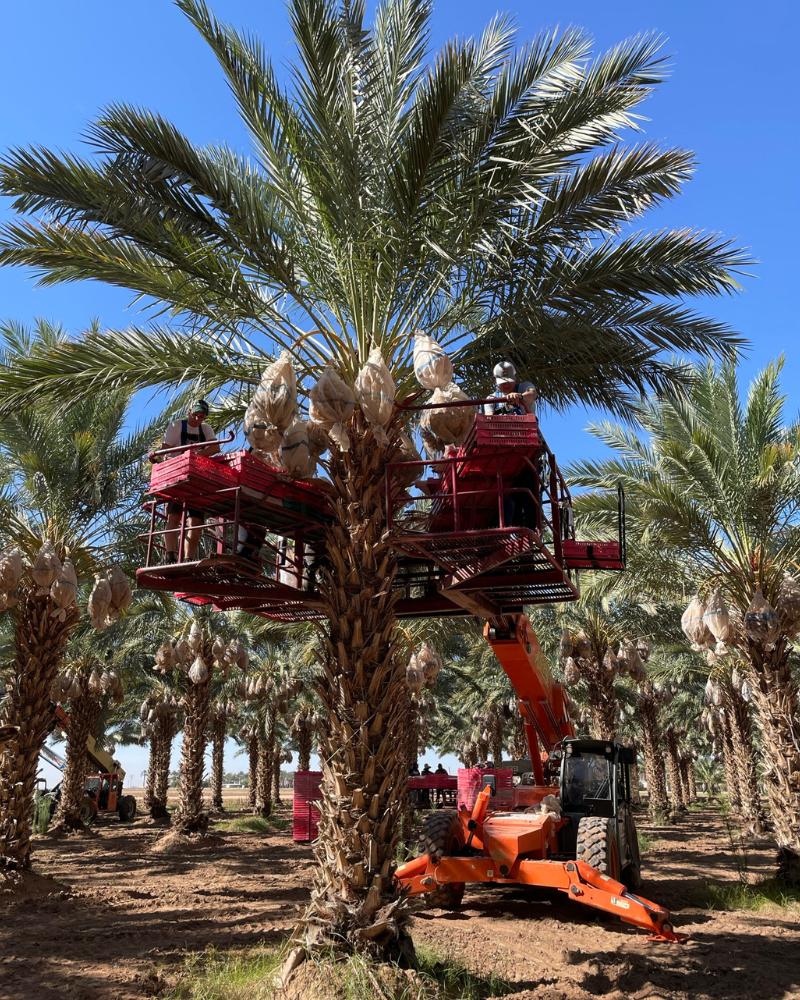 A date palm tree is shown with a harvest crew in the canopy, preparing to harvest ripe medjool dates in late summer
