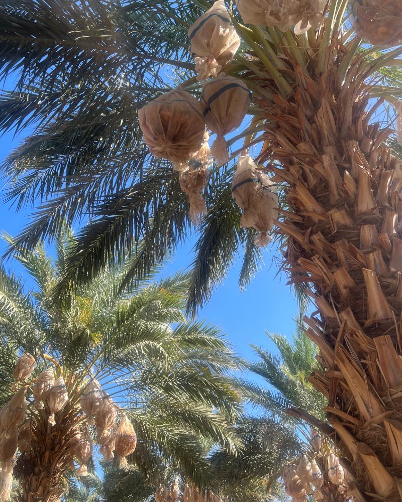 A view into the treetop of a date palm tree with a bright blue sky in the background, showing the dates in mesh bags and large, leafy green fronds extending out from the trunk of the palm tree