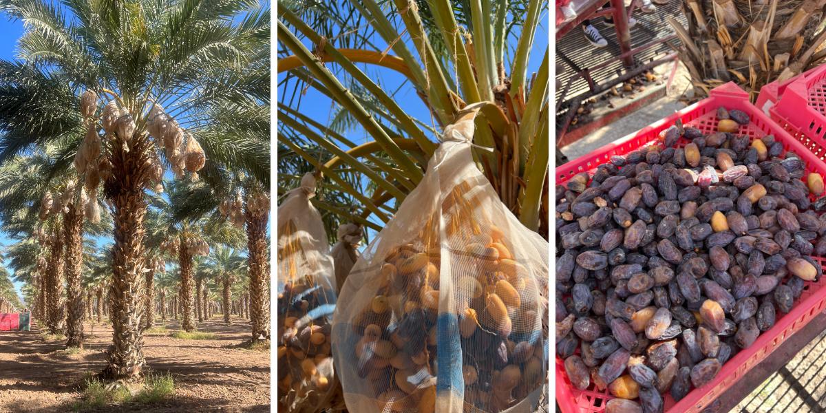 A series of photos showing medjool dates being harvest, including a wide shot of the date palm trees, a close up view of ripe and unripe medjool dates enclosed in a mesh bag tied at the bottom, and a tray of freshly harvested medjool dates sorted to discard unripe or inedible dates