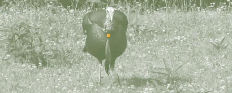 Bow hunting turkey shot placement