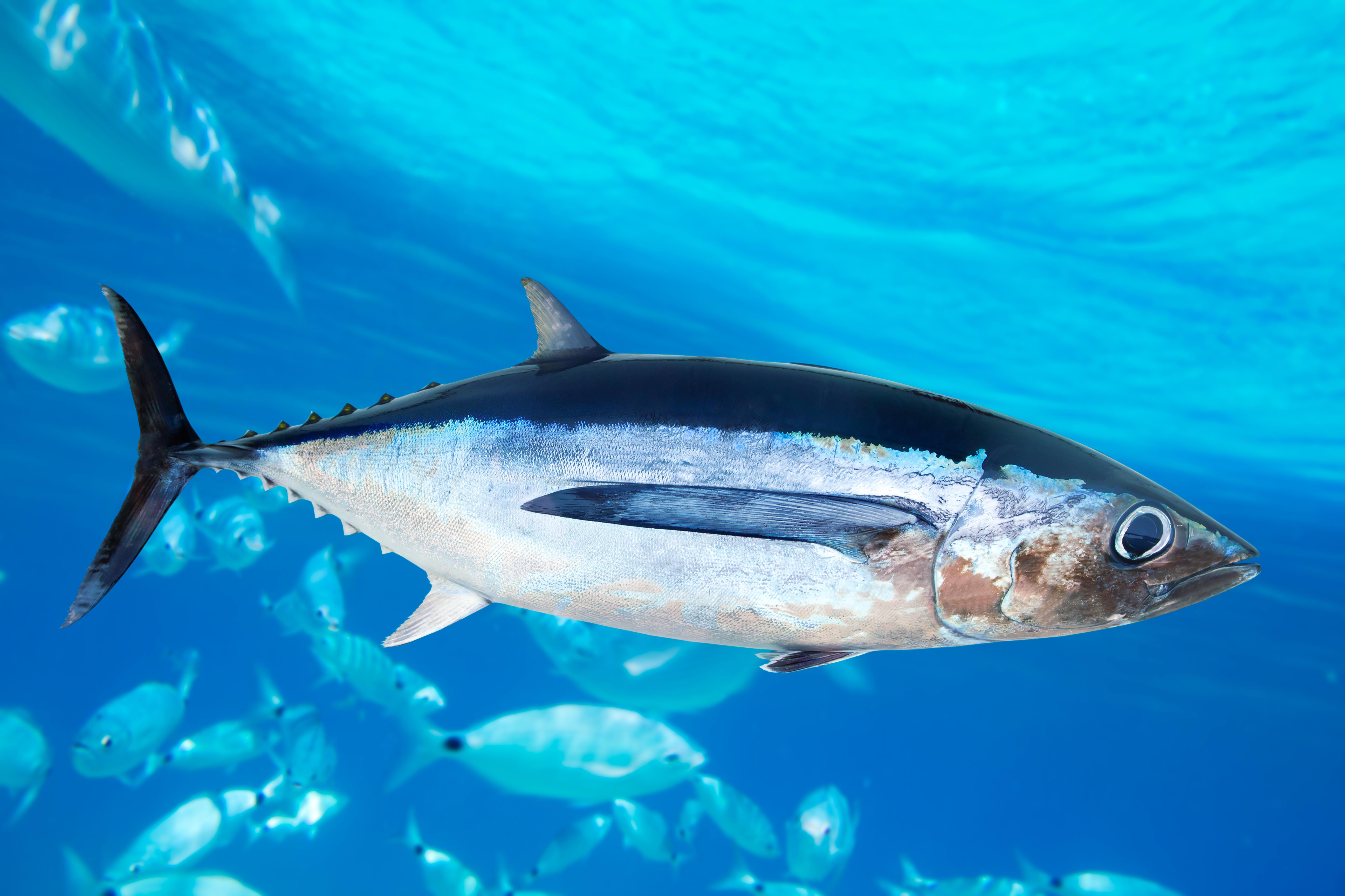 A smiling angler holding a massive Bigeye Tuna