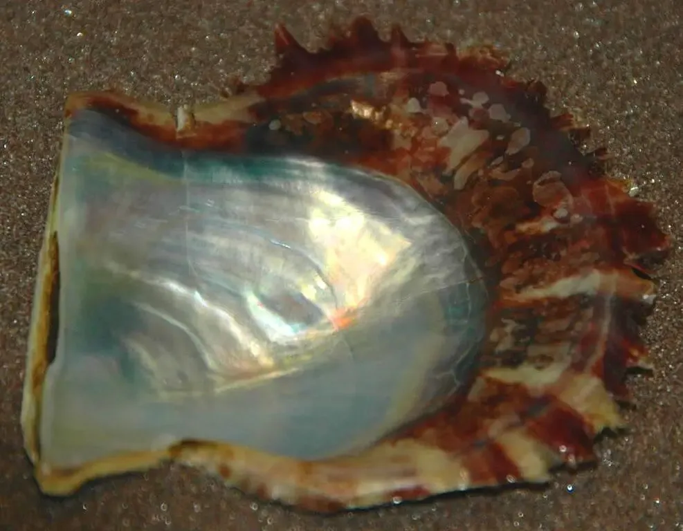 Black-lipped oyster