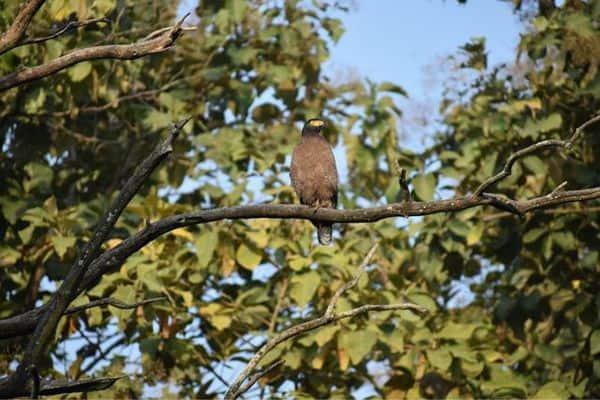 Brown Snake Eagle