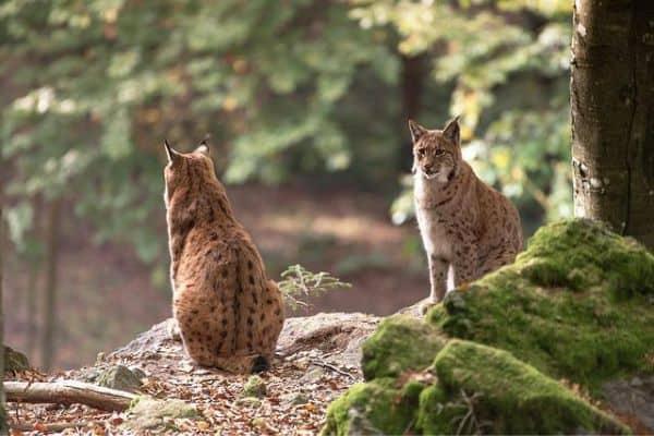 Two Bobcats