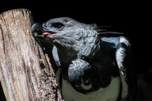 Harpy Eagle