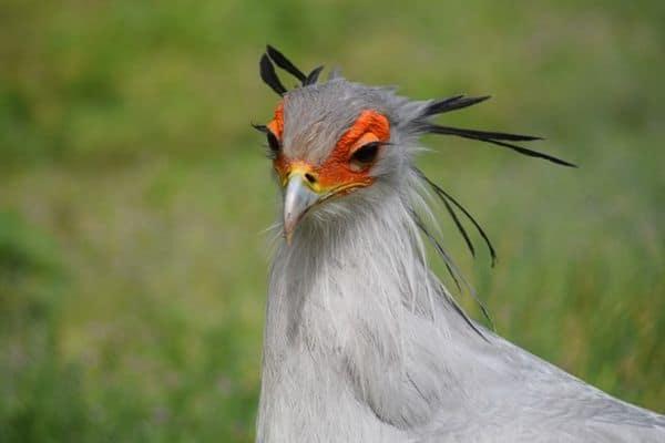 Secretary Bird