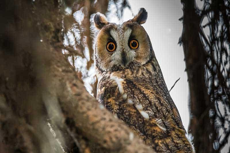 Long-Eared-Owl