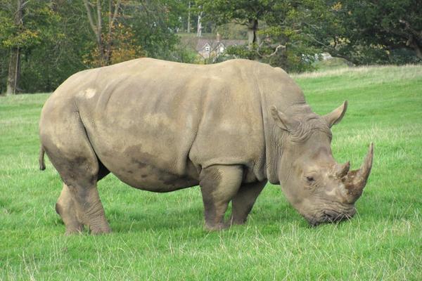 white rhino