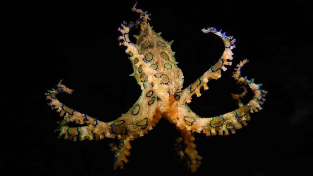 Blue-ringed octopus swimming