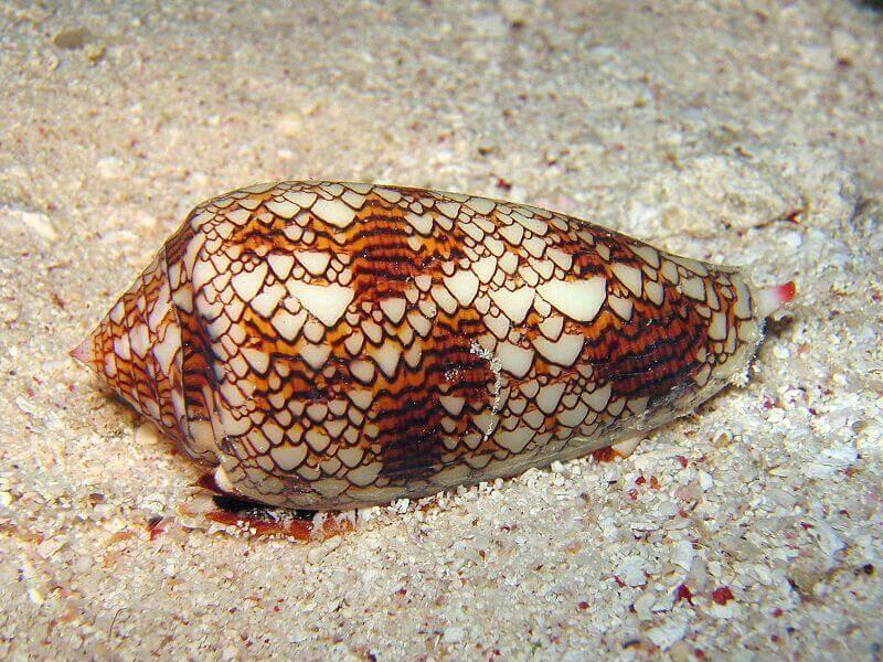 The cone snail is incredibly venomous and can easily be stood on