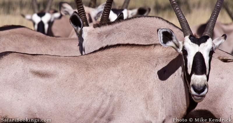 Gemsbok in the Kalahari Desert